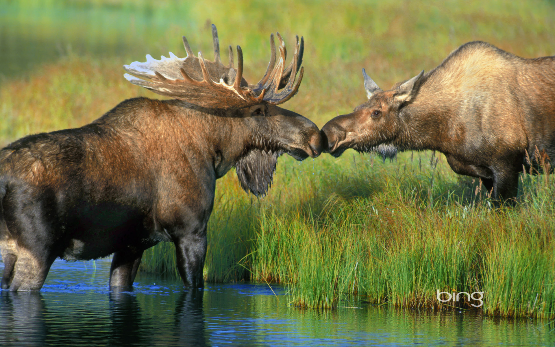 Majestic Moose Encounter Wallpaper