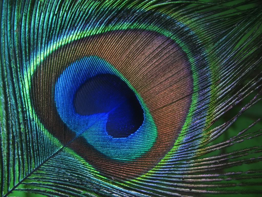 Peacock Feather Wallpaper HD Pictures One