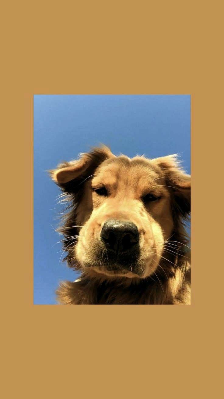27+] Cute Funny Dog Wallpapers - WallpaperSafari