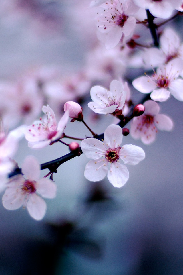 White Cherry Blossom Wallpaper HD iPhone