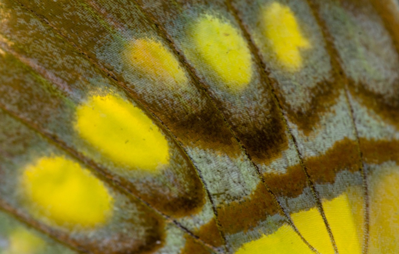 Wallpaper Macro Butterfly Texture Wing The