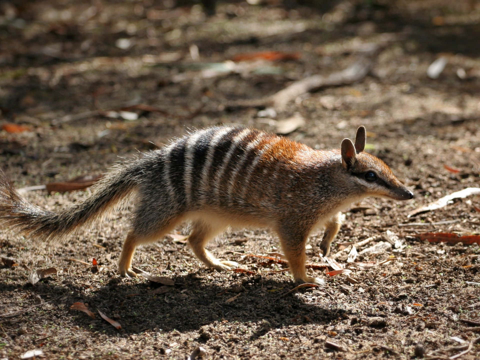 A numbat, a small marsupial native to Australia, walks across the ground. It has distinctive stripes on its back and a pointed snout