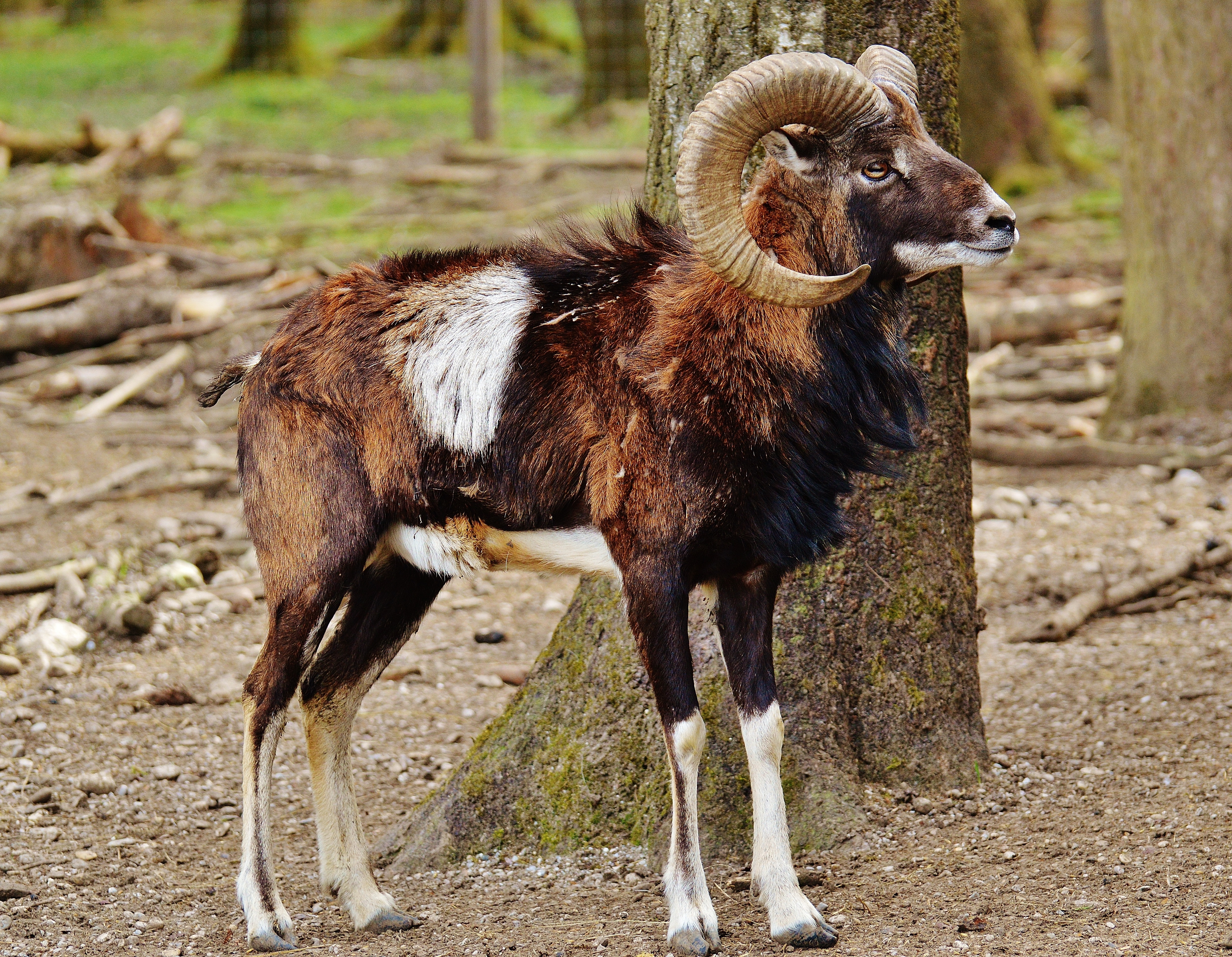 European Mouflon Wildpark Poing Aries Livestock Domestic