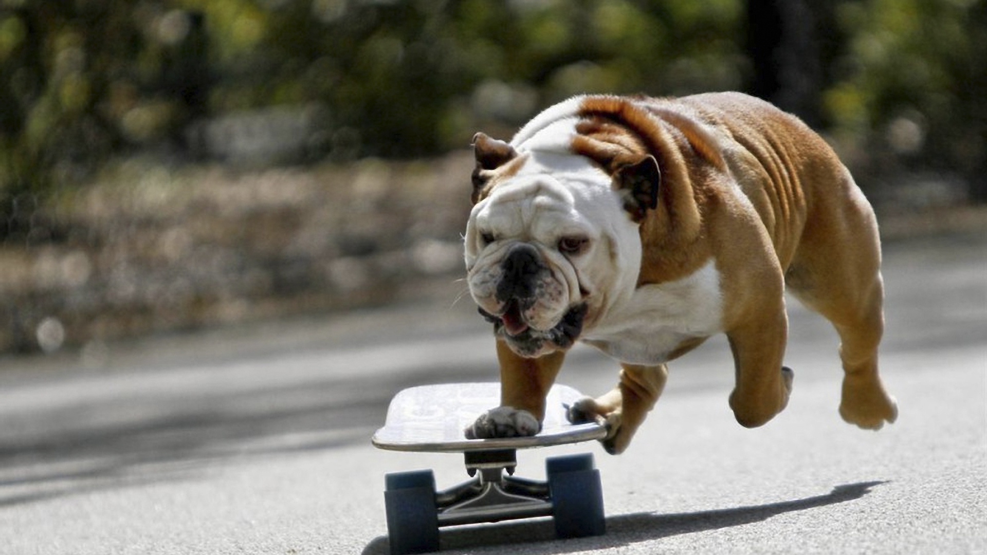 Wallpaper Dog Bulldog Skate Full HD 1080p Background