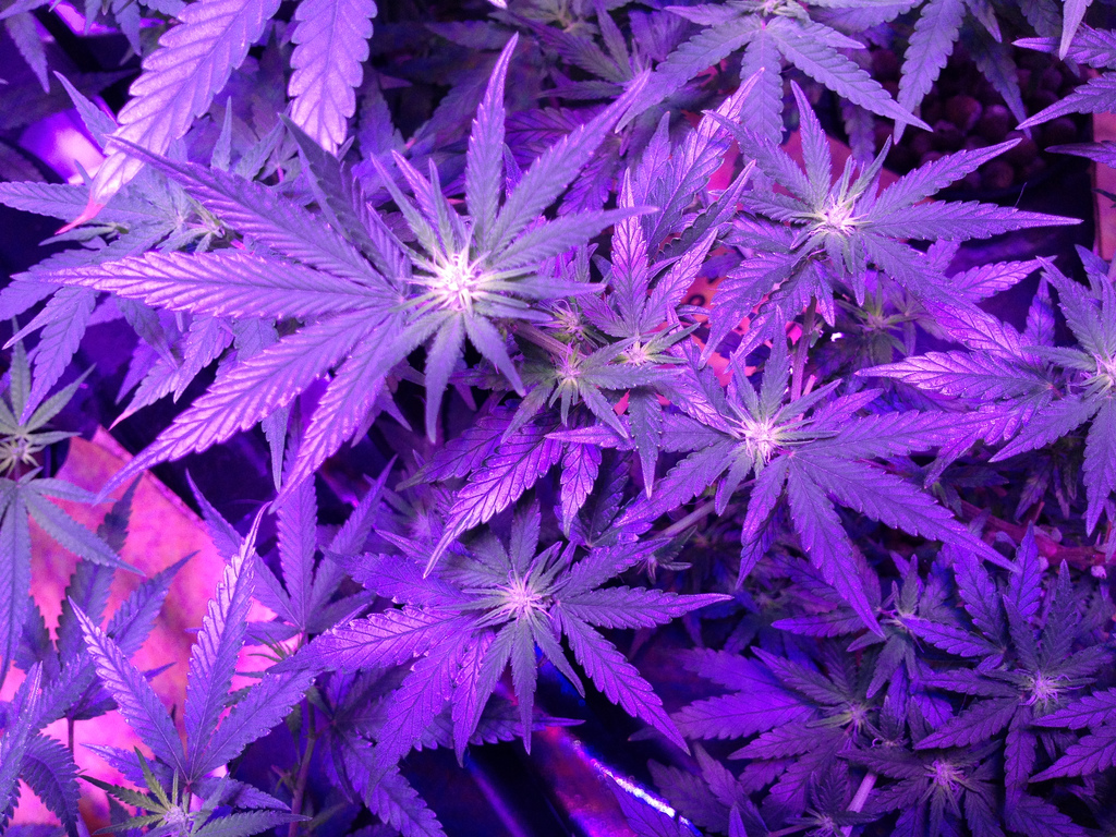 HD Purple Weed Wallpaper Plant Cannabis