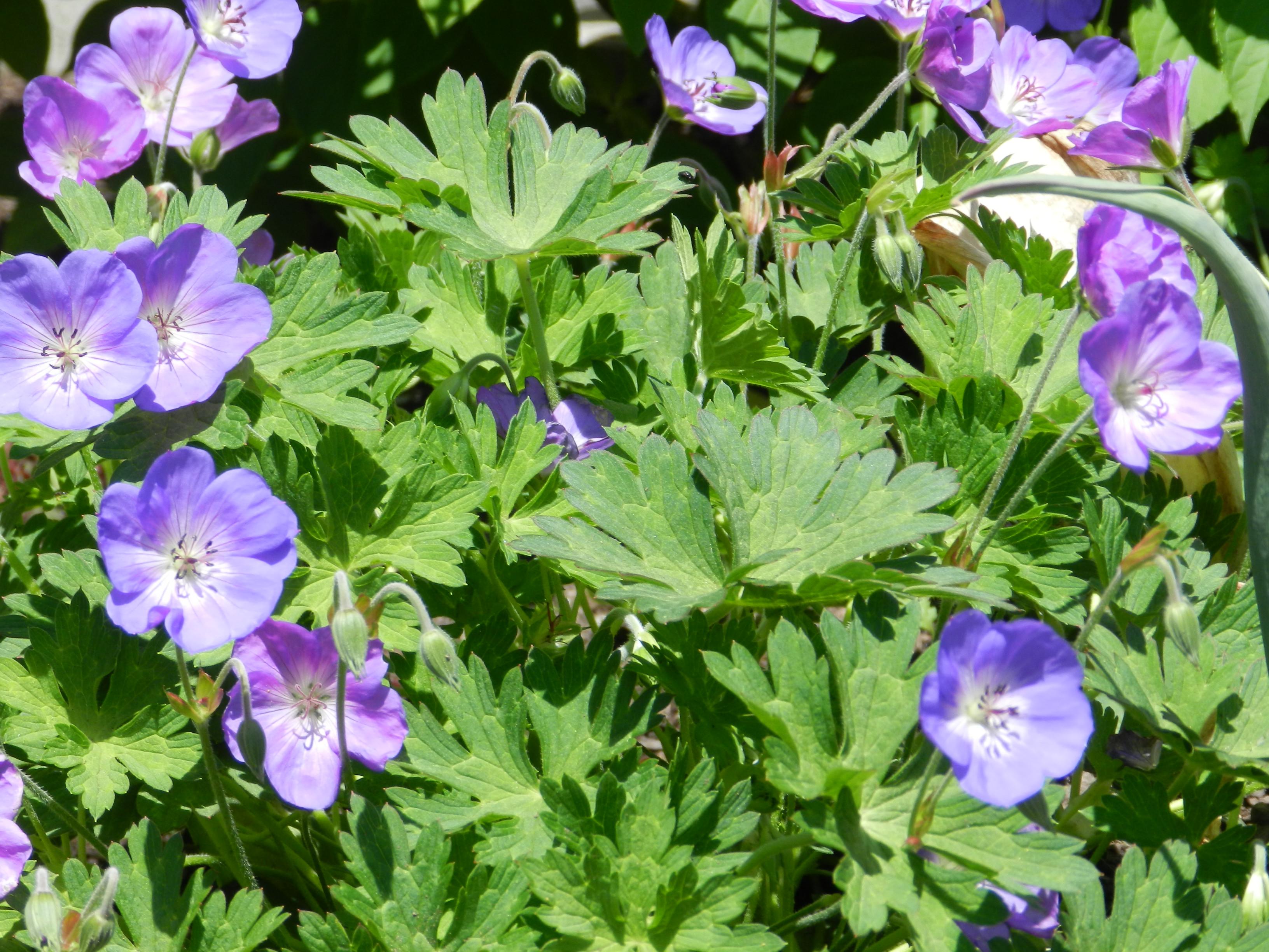 🔥 Free download spring flowers wallpapers hd wallpapers [1024x768] for