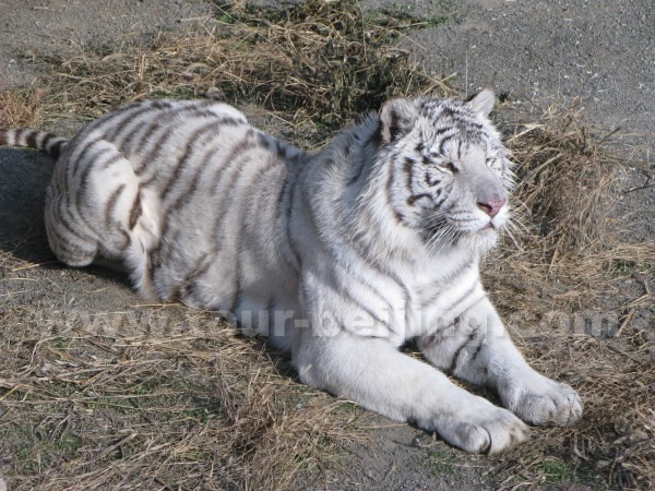 White Siberian Tiger Picture Pictures
