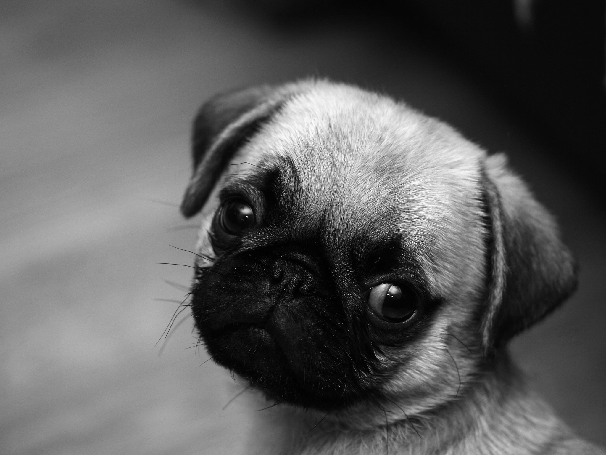 Pug Puppy Wallpaper