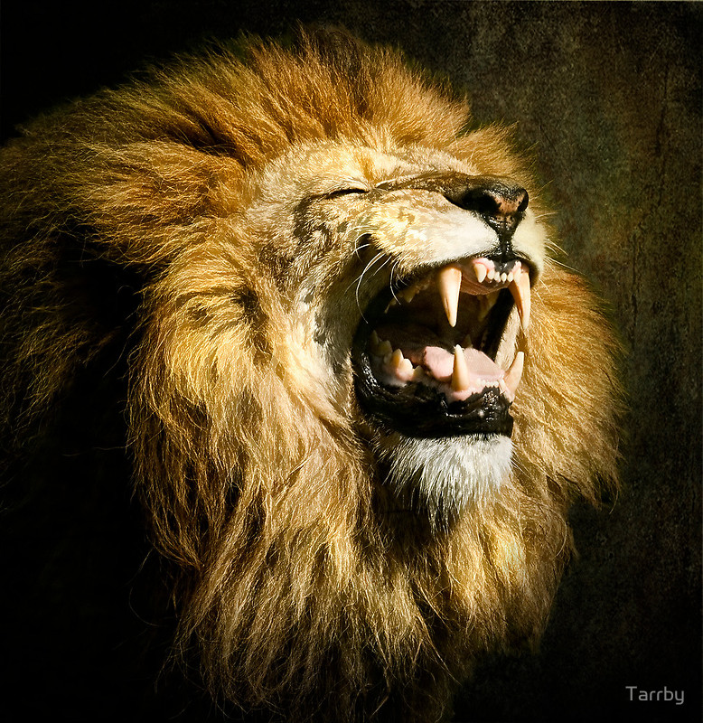 Lion Roar Front Wallpaper