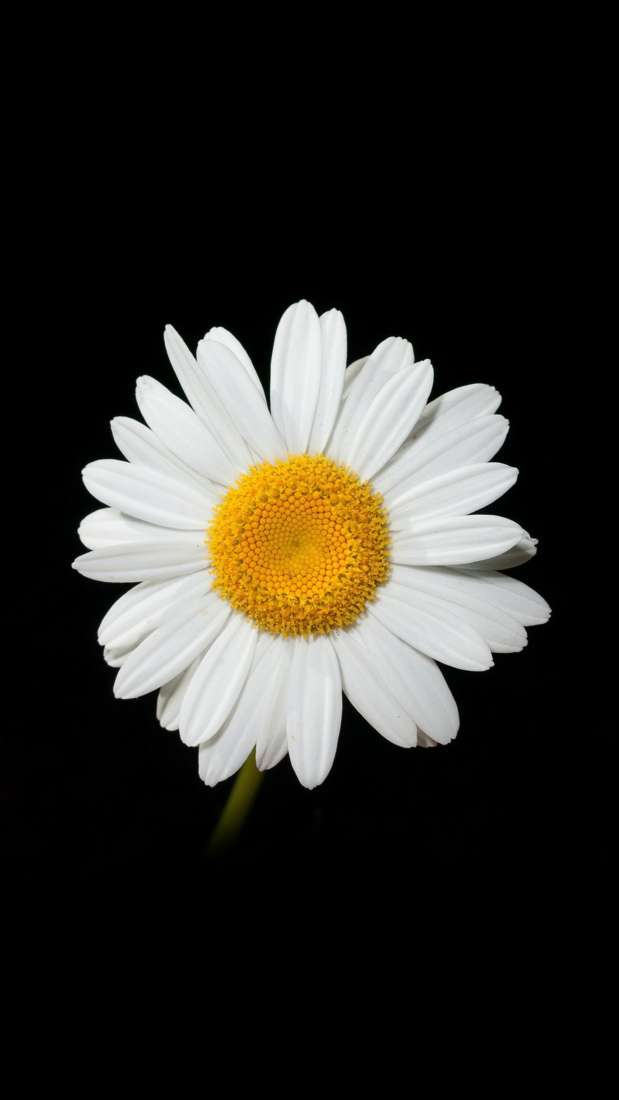 Daisy Flower Wallpaper Phone
