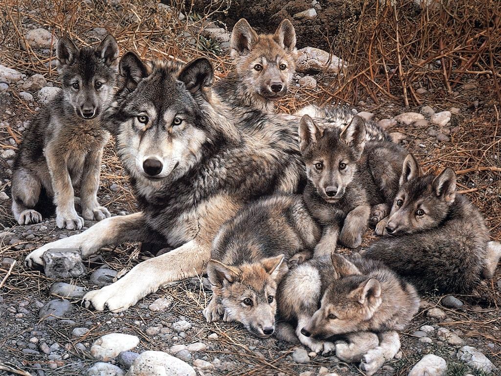 Wolf With Cubs Animal Wallpaper