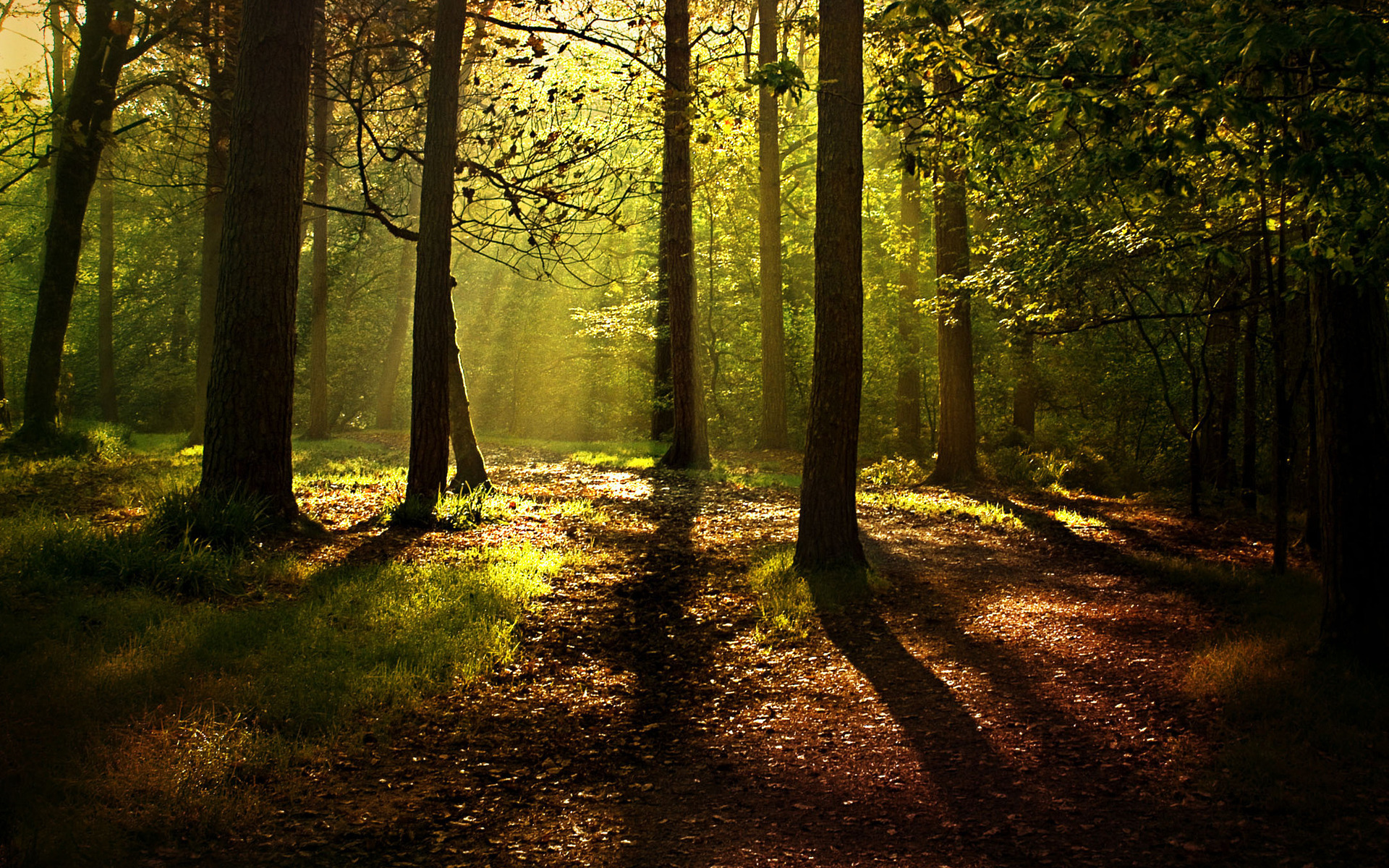 Forest Background Px HDwallsource