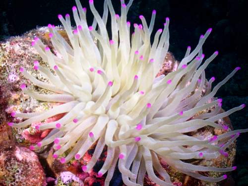 Pink Tip Haitian Anemone For