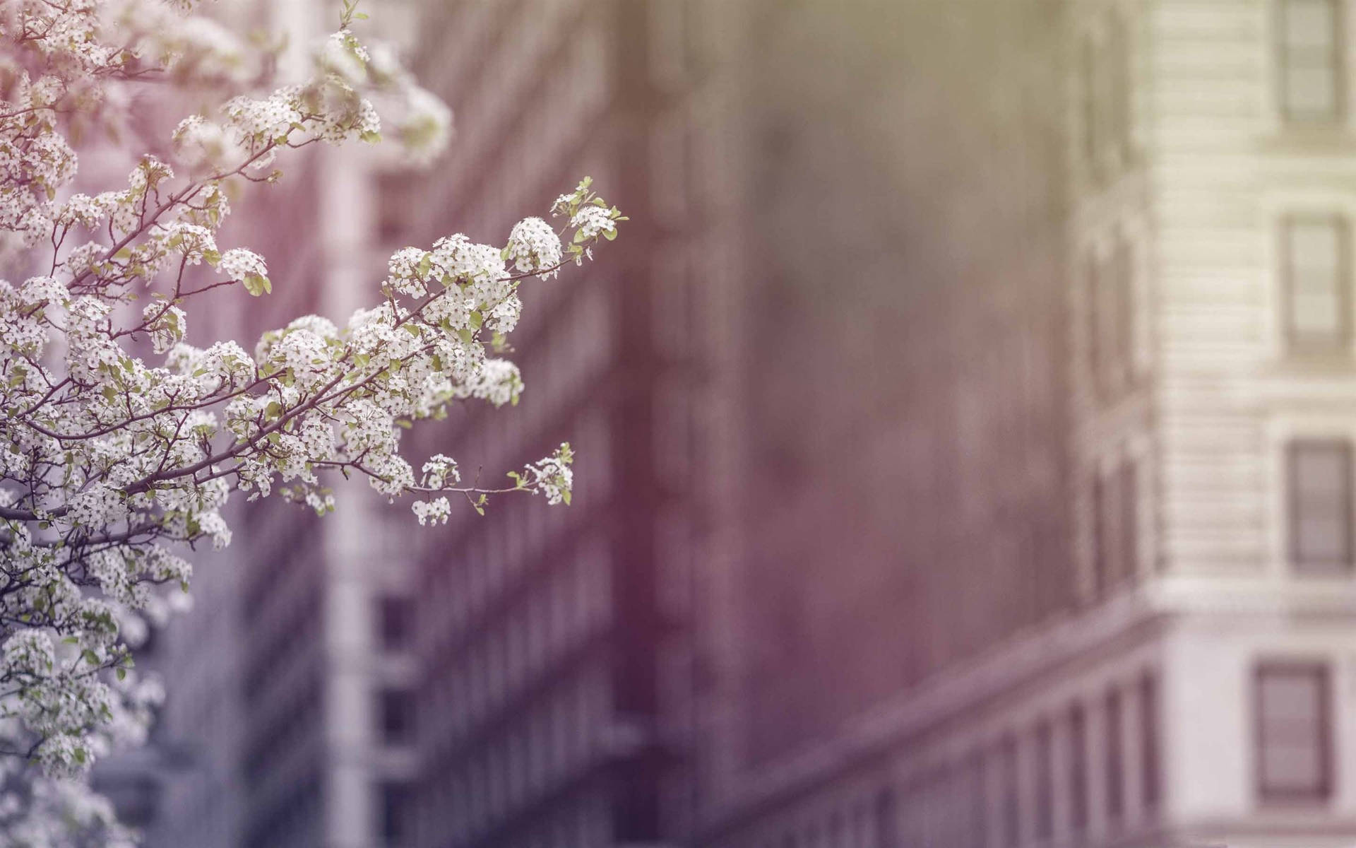 Spring Aesthetic Wallpaper