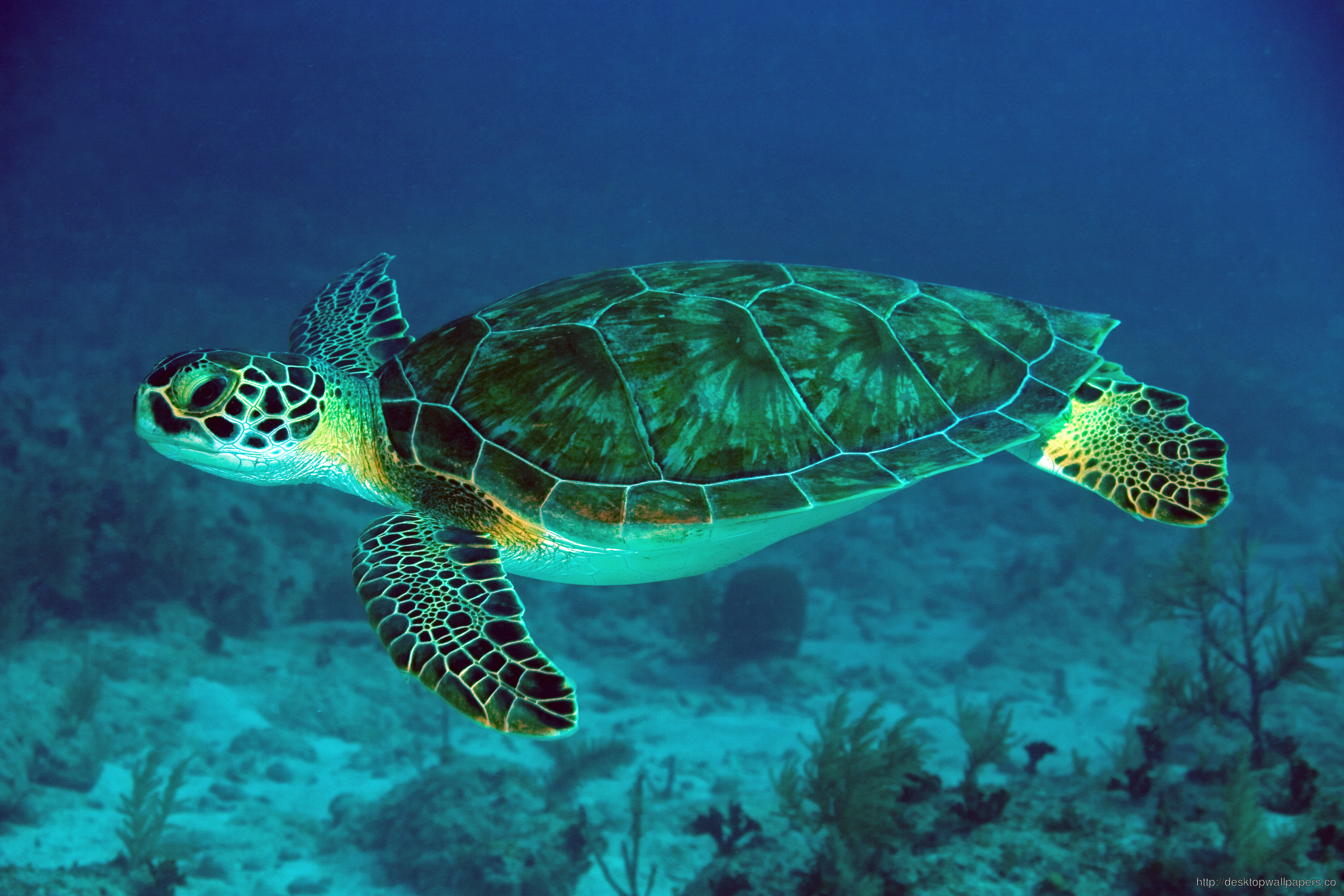 Mydas Sea Turtle Wallpaper Chelonia