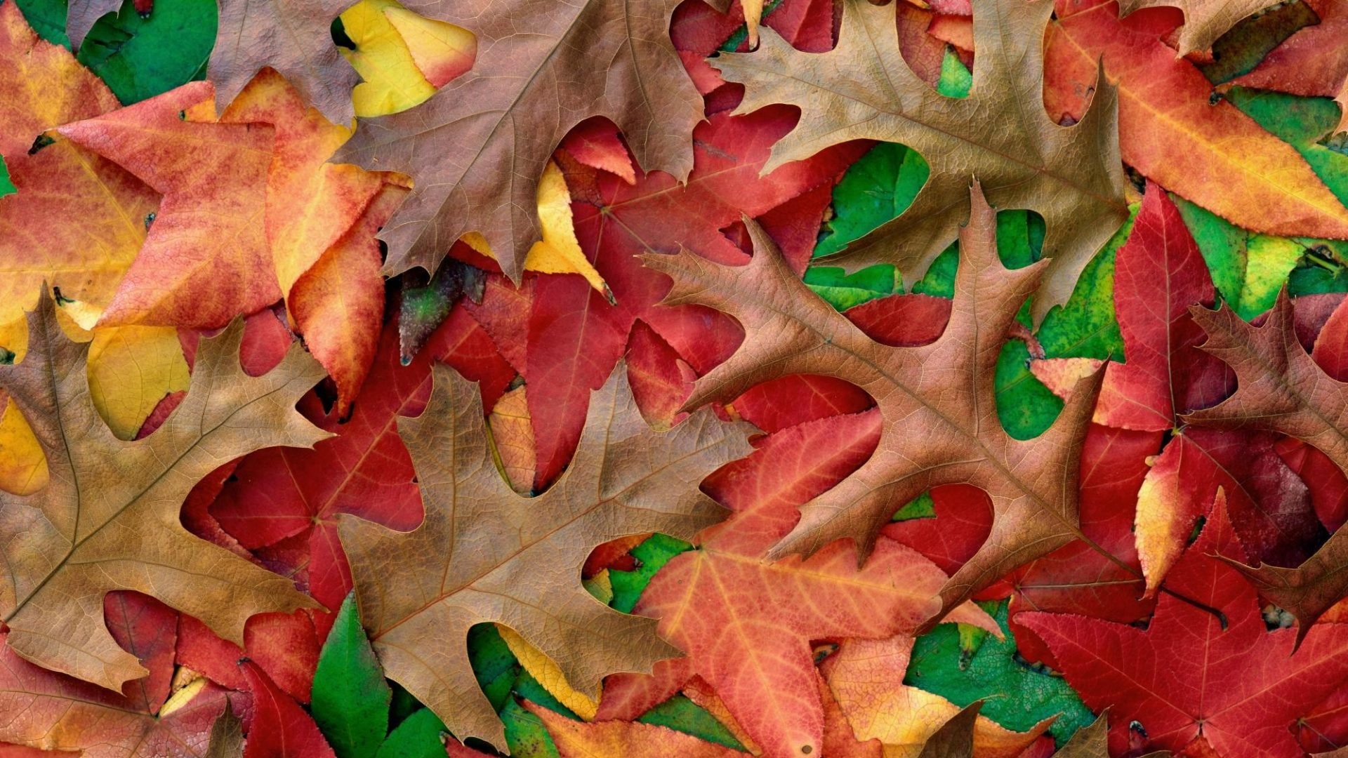 October Wallpaper