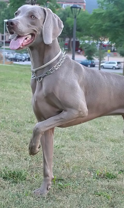 Weimaraner HD Live Wallpaper For Android