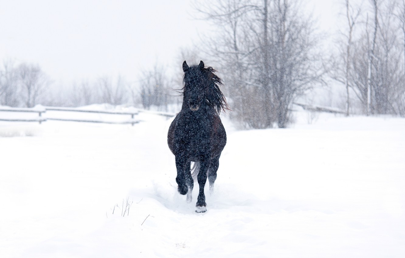 Wallpaper Snow Trees Horse Snowing A Black