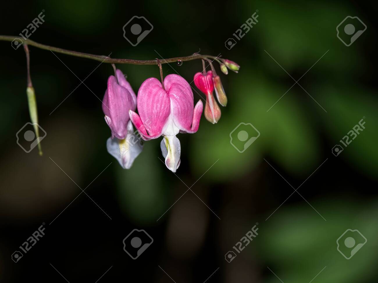 Pink Bleeding Hearts Dicentra Spectabilis Against Blurred