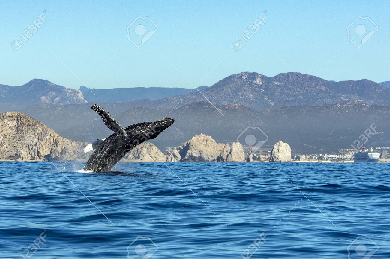 Humpback Whale Breaching On Pacific Ocean Background Stock Photo