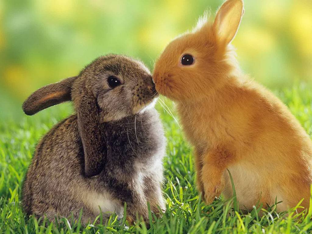 Two Rabbits In Love Bunnies Wallpaper