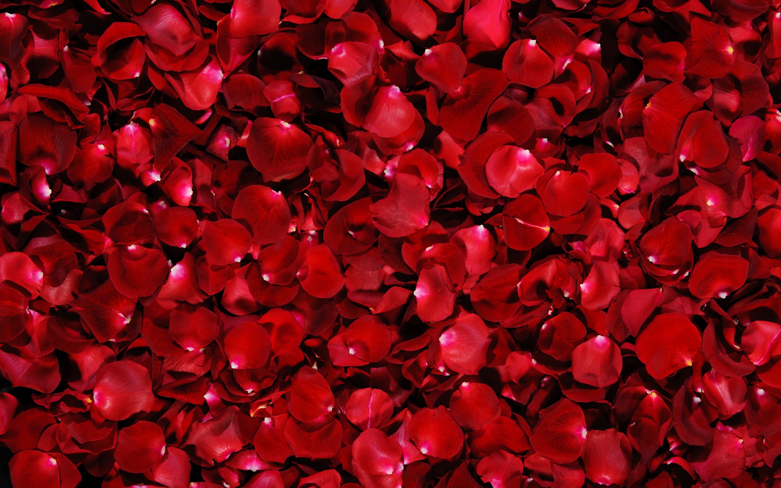 Flower Wallpaper Red Petals