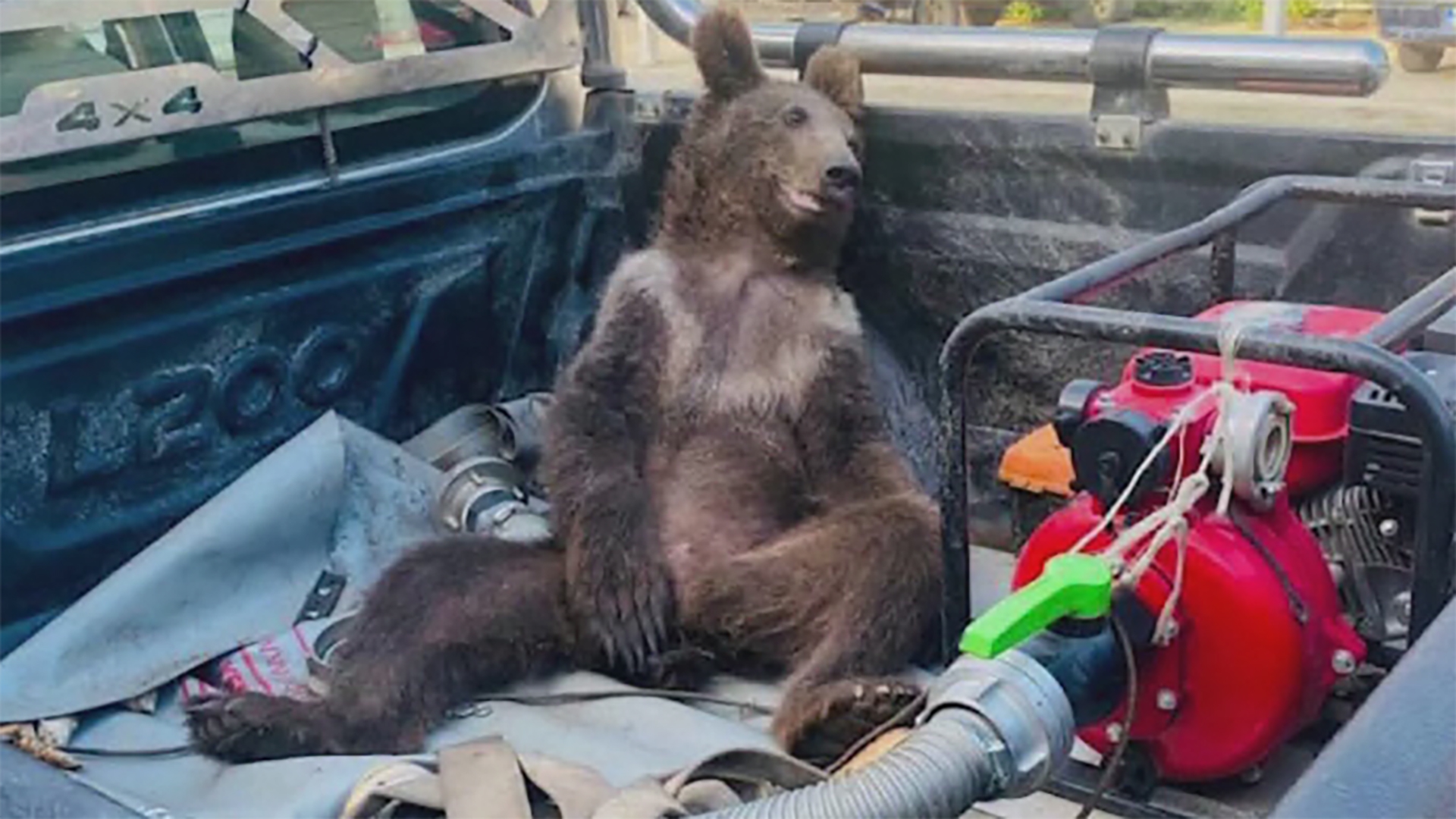 Watch Brown Bear Cub High On Mad Honey Rescued In Turkey