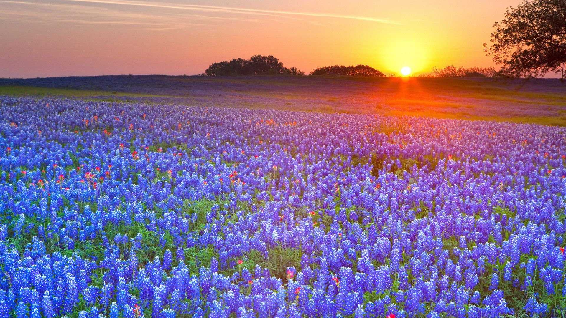 Texas Country Desktop Wallpapers   Top Free Texas Country Desktop