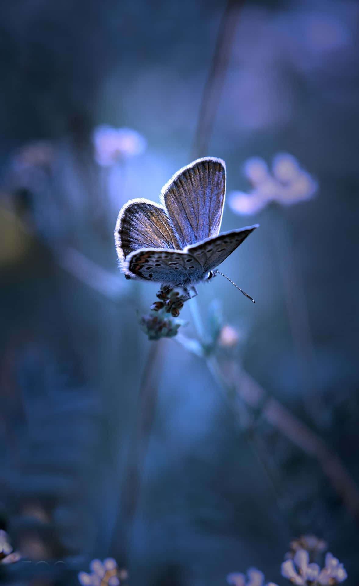 Butterfly Photography Wallpaper