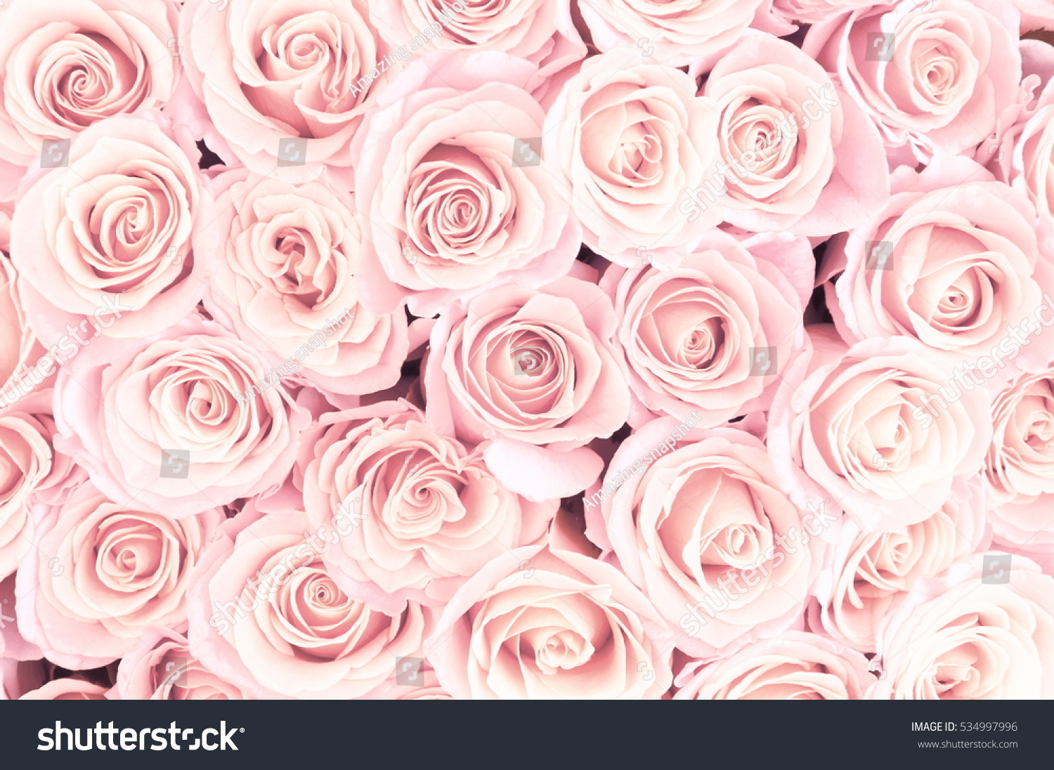 Beautiful Pink Roses Background Soft Focus Stock Photo Edit Now