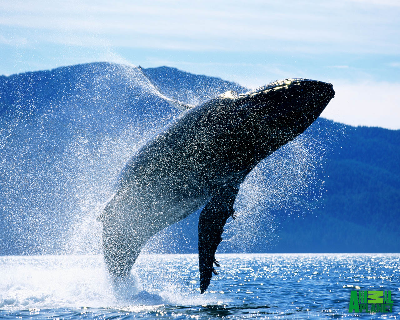 Humpback Whales Image Hump Back Whale HD Wallpaper And Background