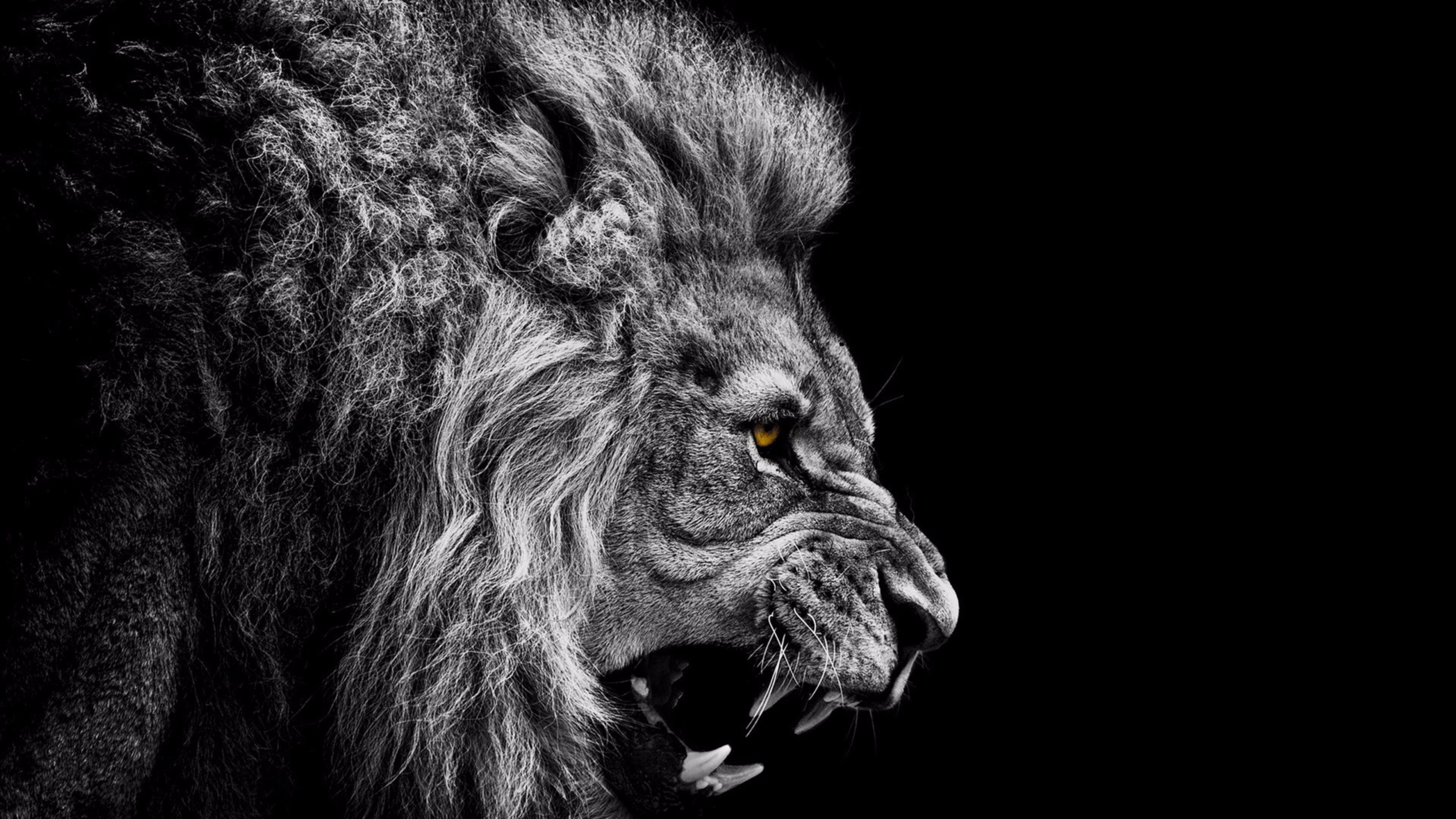 Black and White Close-Up of a Roaring Lion