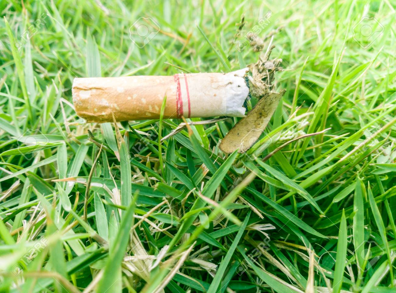 Cigarette Stub With Green Plant Background Stock Photo Picture