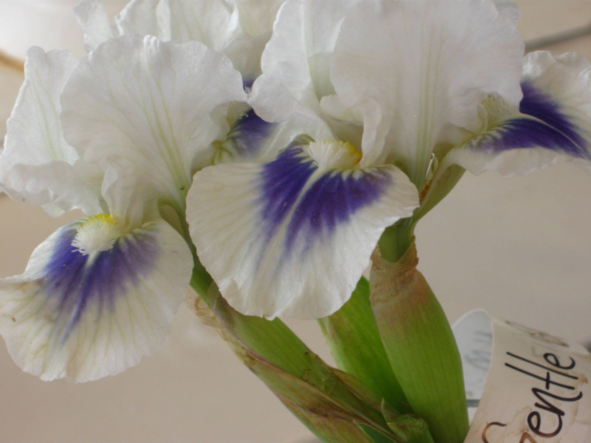 Top Iris Flower Wallpaper Full HD 4k To Use
