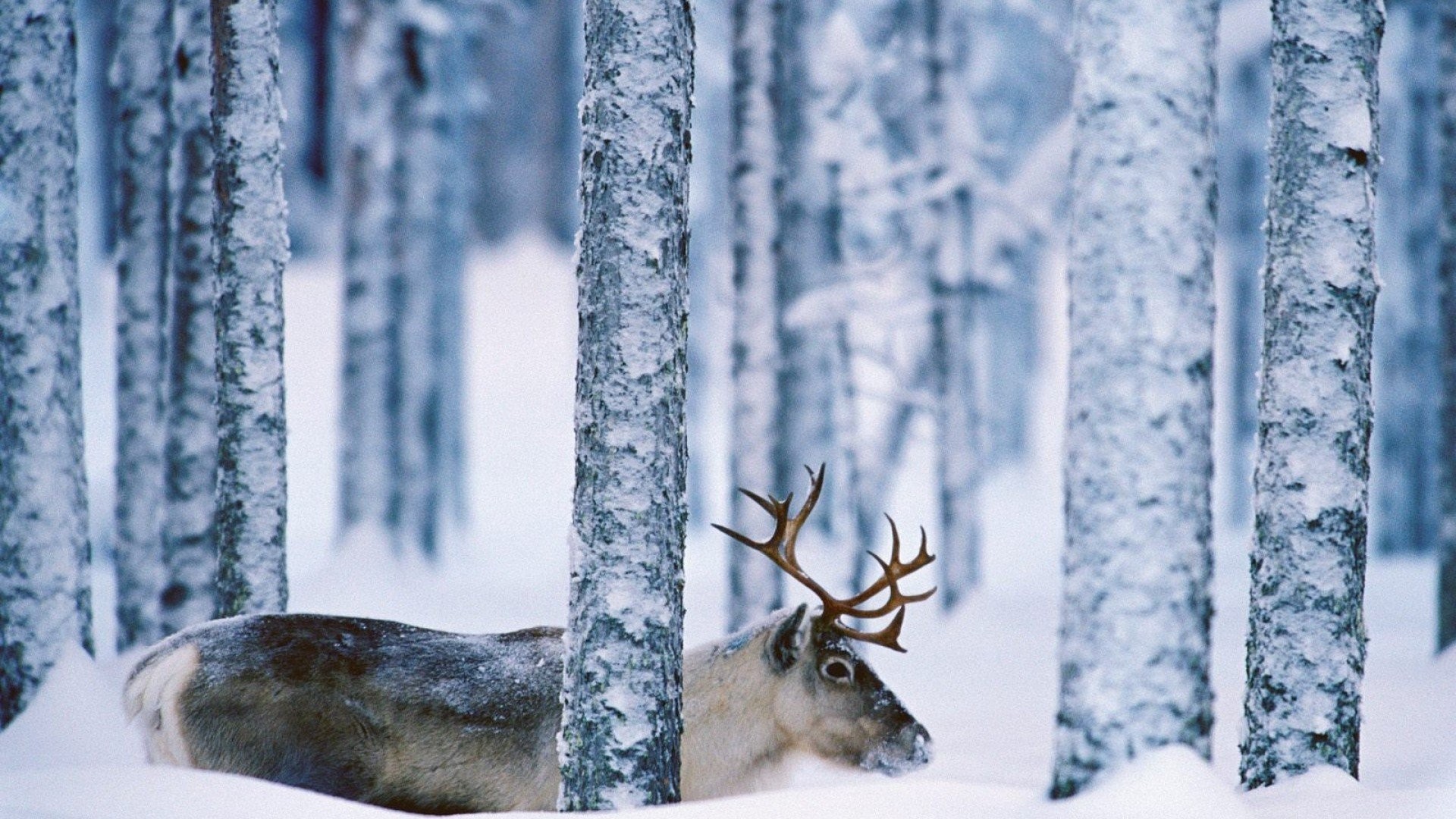 Winter Animal Nature Background Wallpaper Most Popular