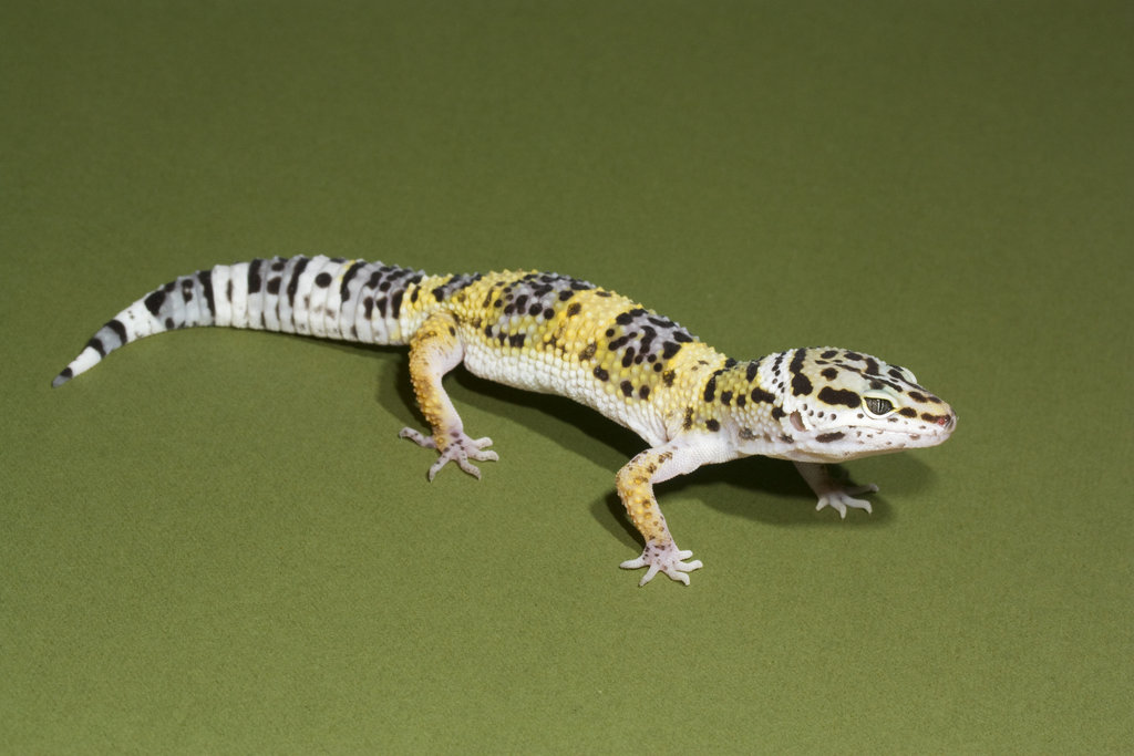 Leopard Gecko Wallpaper Stock By