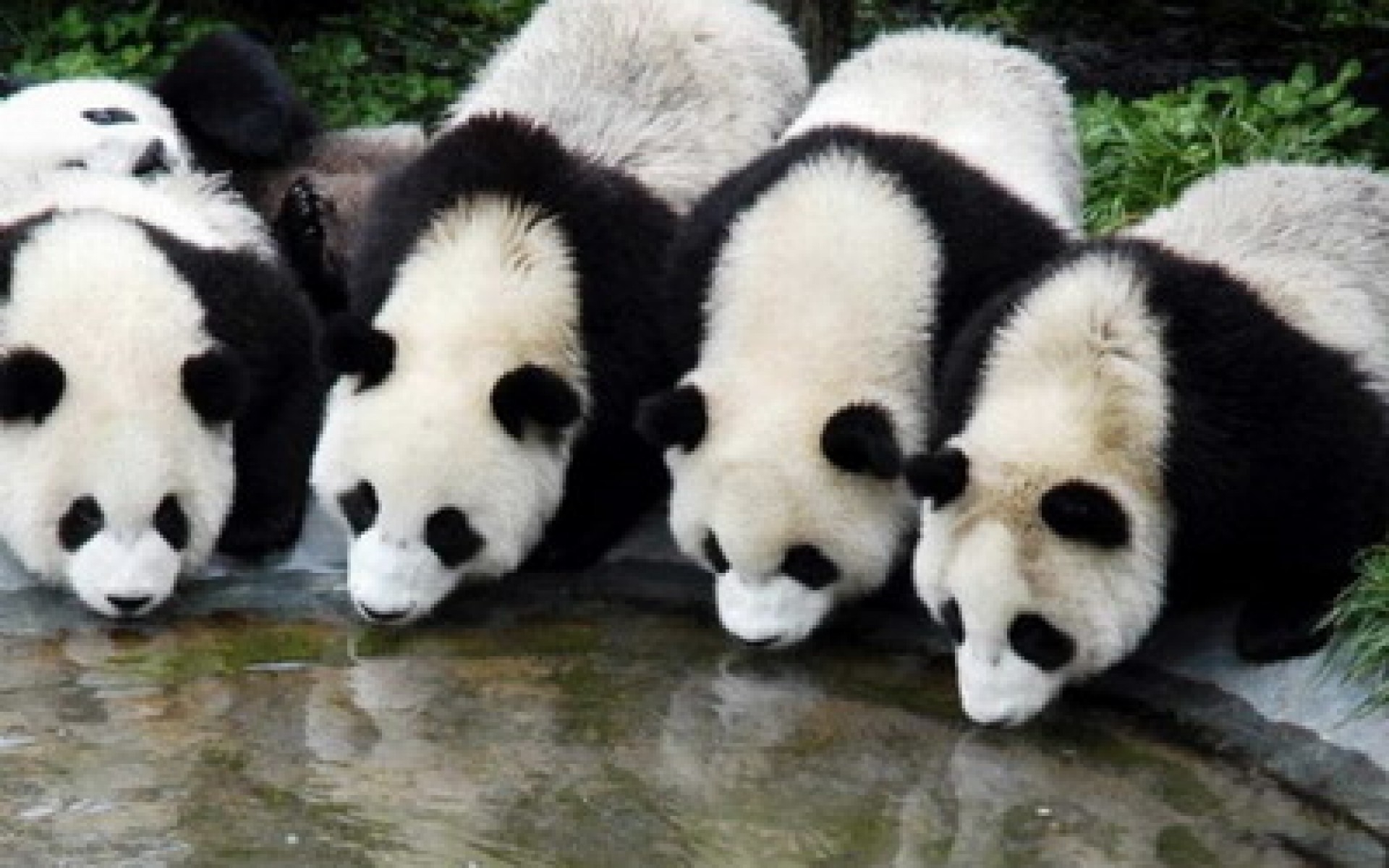 Panda Wallpaper