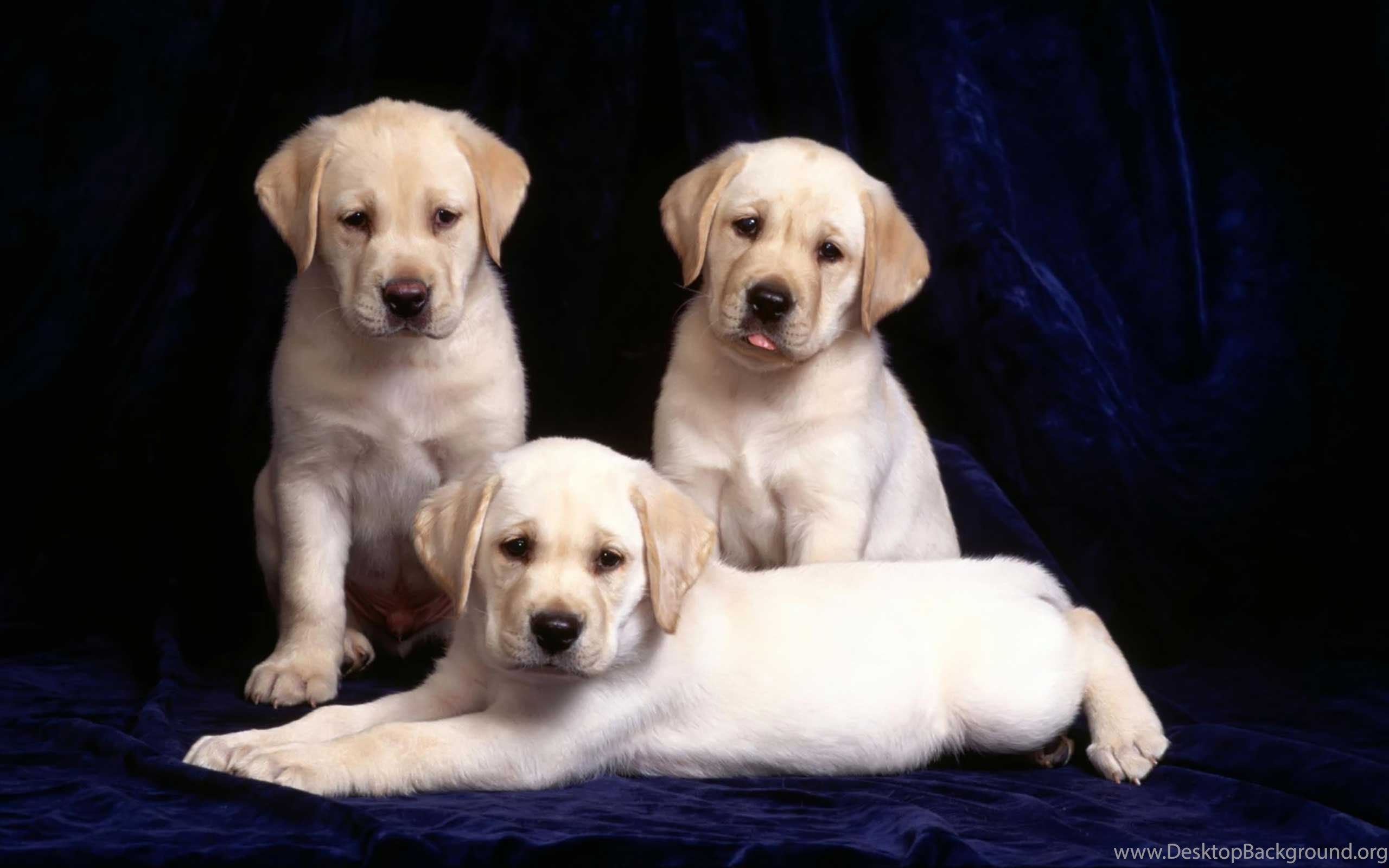 Cute Black Lab Puppies Wallpaper On