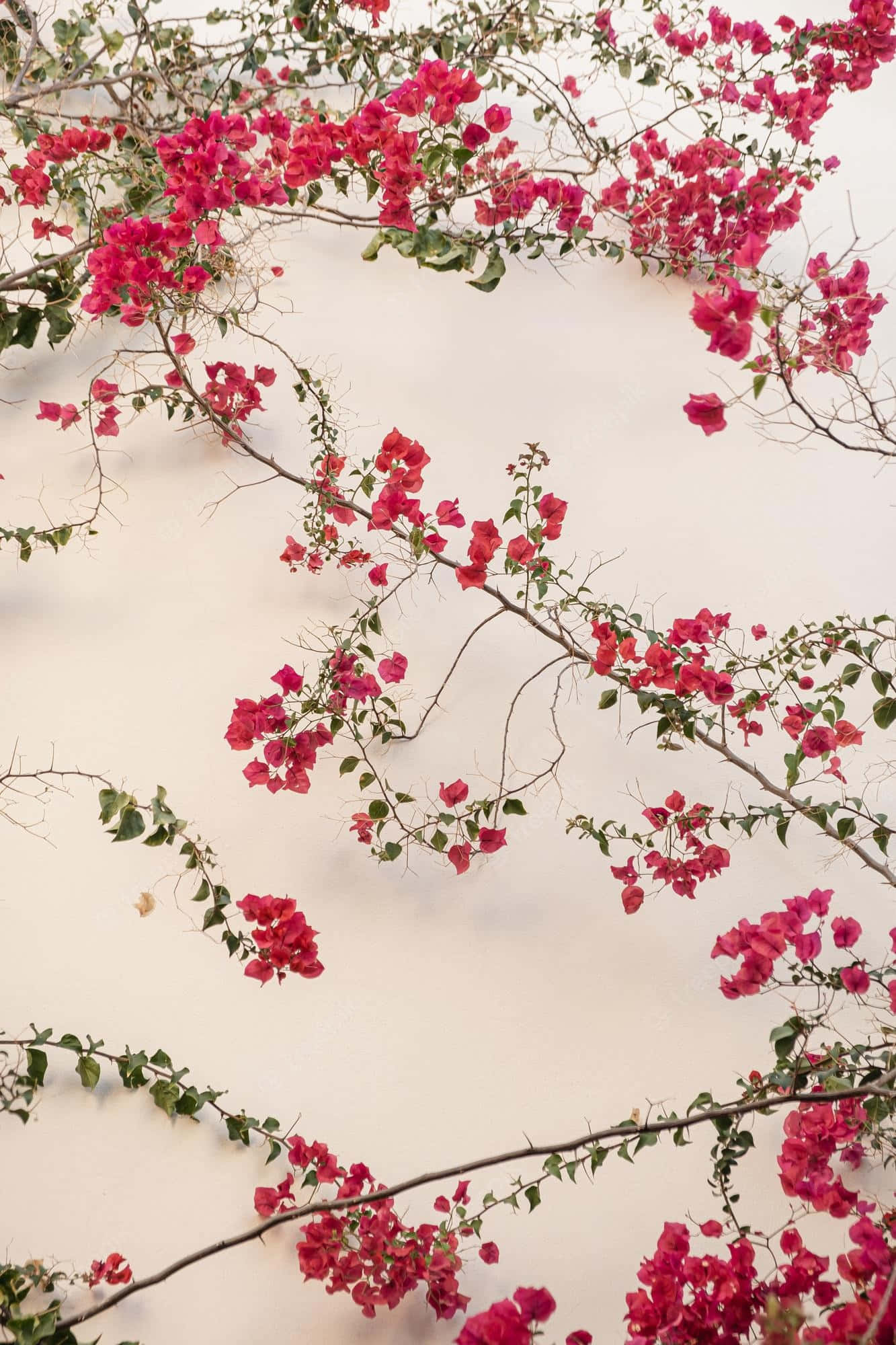 A Beautiful Red Flower For Refreshing Aesthetic Wallpaper