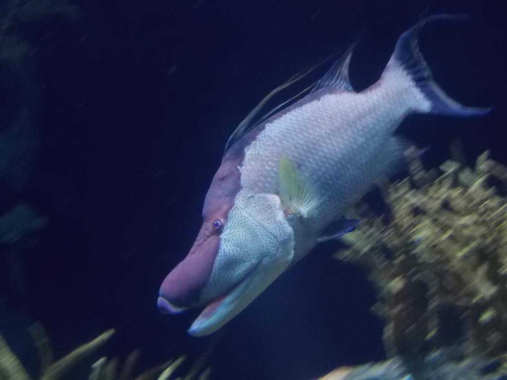 Hogfish By Ssjgarfield