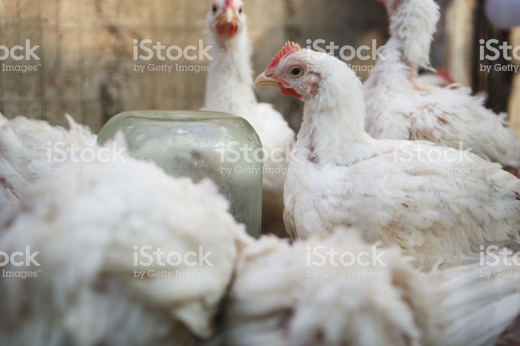 Chicken Poultry Farmhen Incubator Background Stock Photo