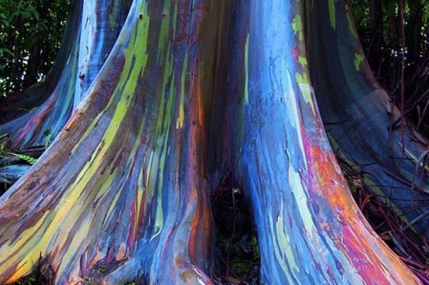 Eucalyptus Trees Rainbow Bark Hawaii Gardens Gardening