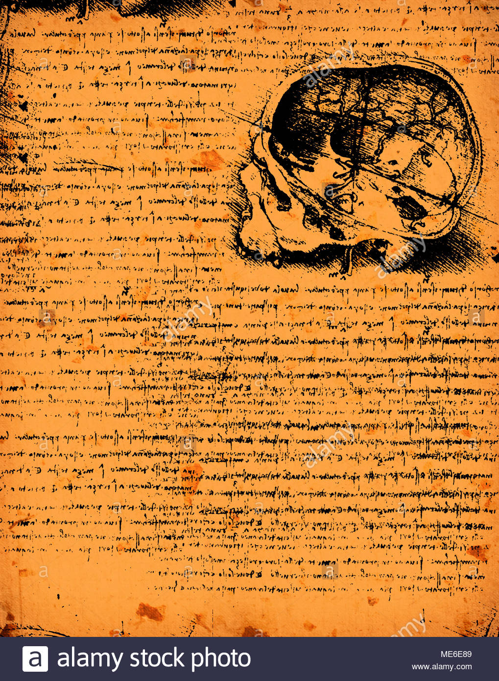 Anatomy Art By Leonardo Da Vinci From On Textured Background