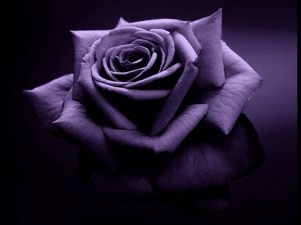Purple Rose Wallpaper High Quality