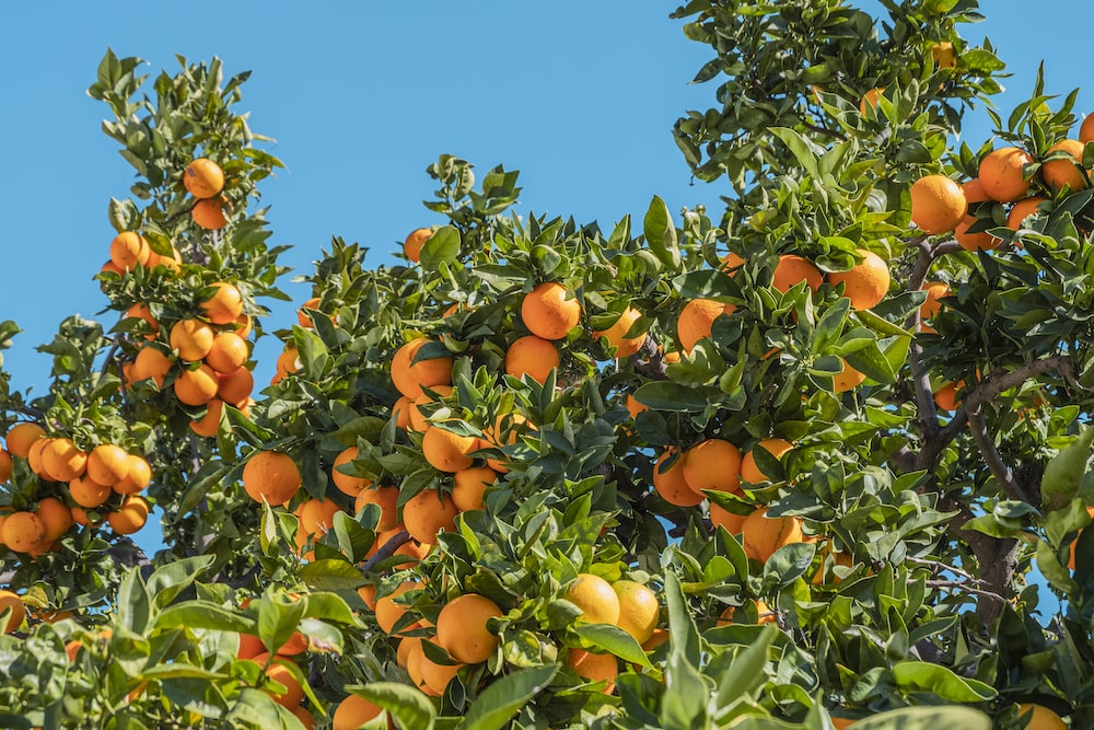 1000 Orange Tree Pictures Download Free Images on