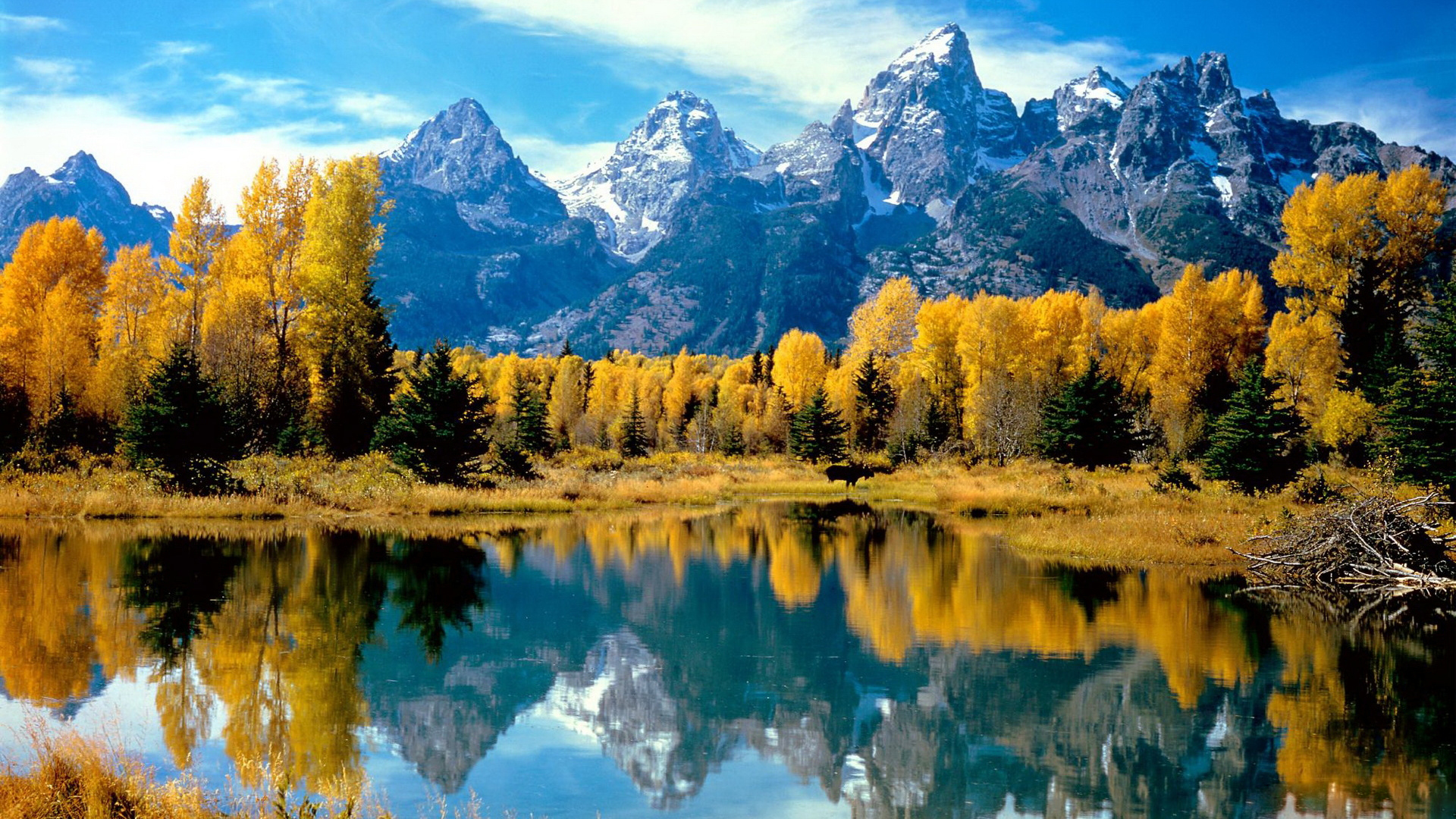 Scenic autumn landscape with golden aspen trees, a calm lake reflecting the sky and the snow-capped peaks of the Grand Teton mountain range in Wyoming