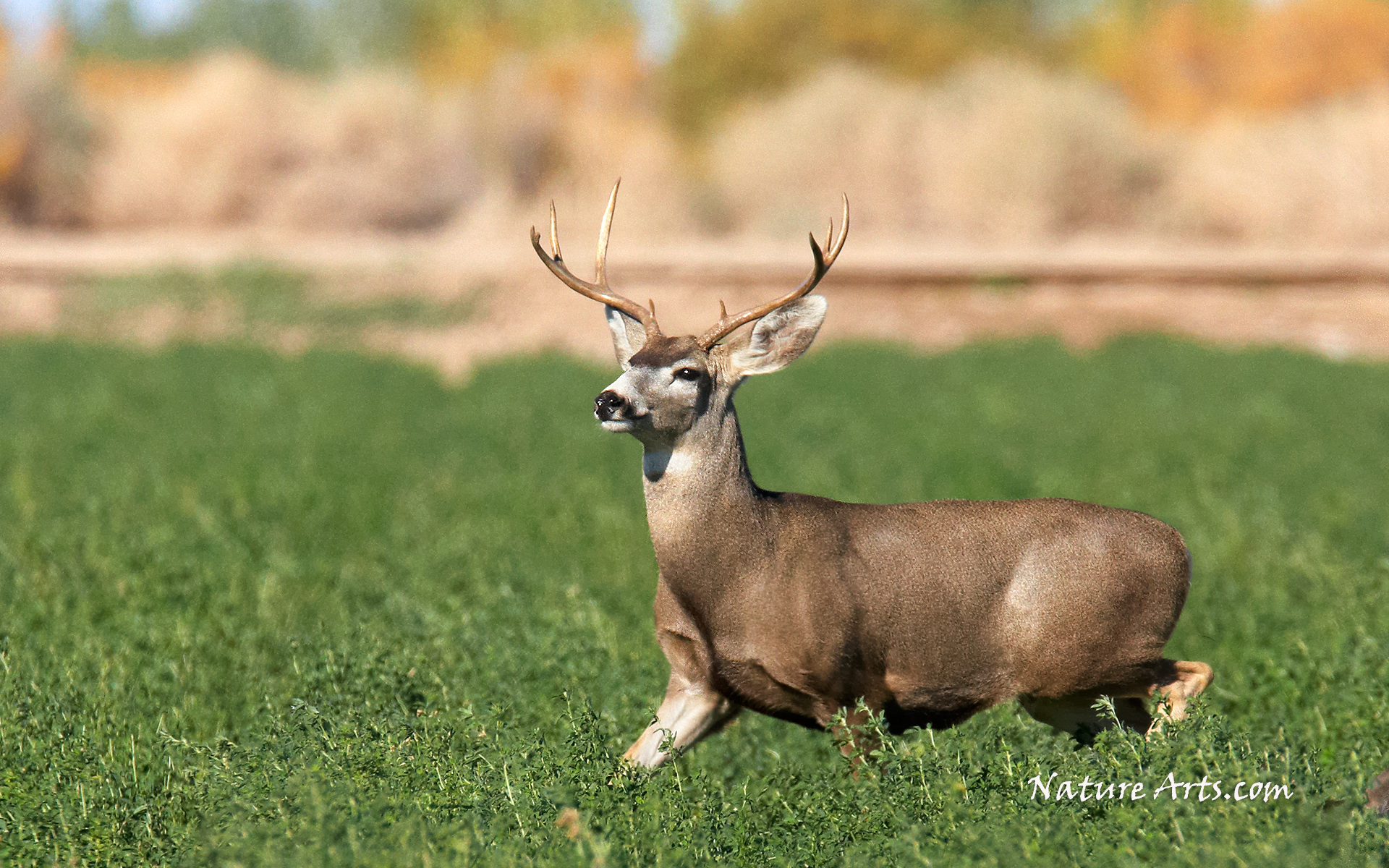Mule Deer Wildlife Wallpaper Desktop