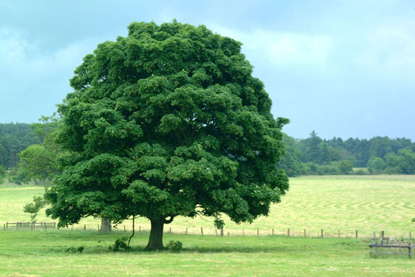 Tree Wallpaper Pictures 600x400
