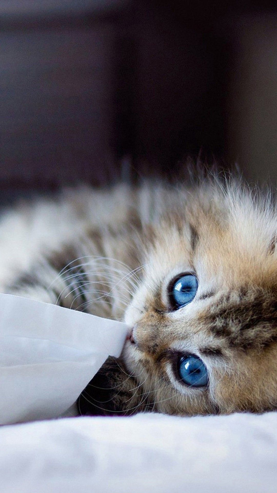 Funny Cat iPhone Wallpaper On