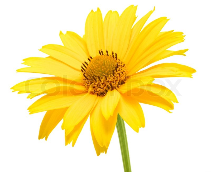Stock Image Of Yellow Daisy Flower Isolated On White Background